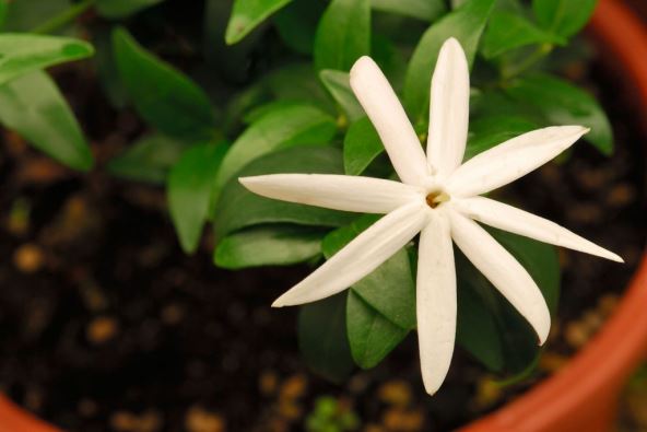 jasmin.jpg